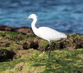 Obraz premium Little Egret Fishing