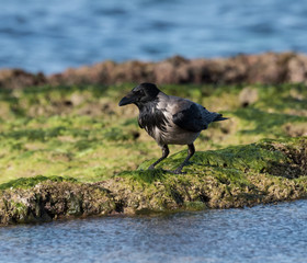 Hooded crow on the sea shore