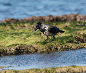 Hooded crow on the sea shore