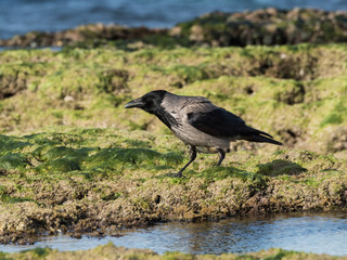Obraz premium Hooded crow on the sea shore
