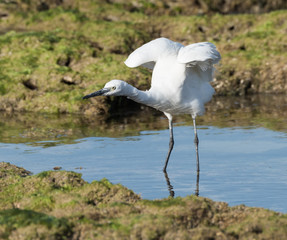 Little Egret Fishing