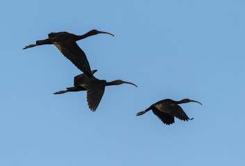 Glossy Ibises in Flight
