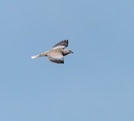 Rock Pigeon in Flight