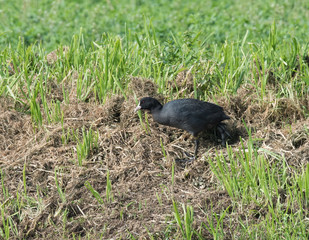 Coot  