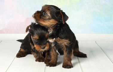 Two puppies Yorkshire terrier