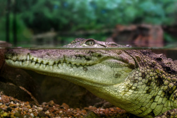 young crocodile staring out of the water