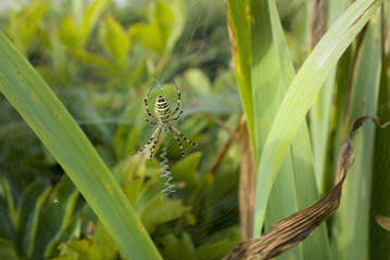 Zoology, spider