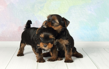 Two puppies Yorkshire terrier