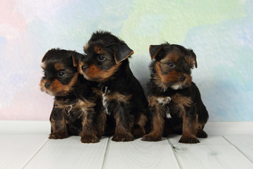 Three puppies Yorkshire terrier