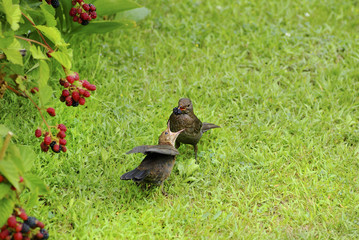 Fototapeta premium Zoology, Birds