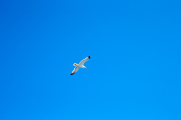 The seagull flies against the blue sky