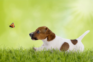 Jack Russell Terrier Welpe mit Schmetterling