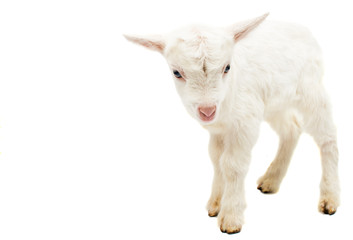 Fototapeta premium little white goat