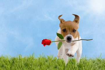 Jack Russell Terrier Welpe mit roter Rose springt über eine Wies