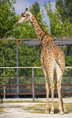 Giraffe,standing outside the fence.