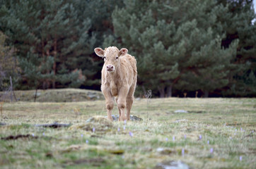 Beautiful calf is looking at us, from meadow, on a cloudy day.