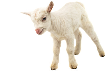 little white goat