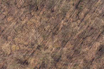 aerial view of forest