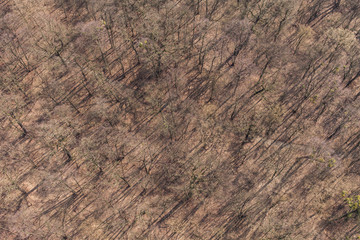 aerial view of forest