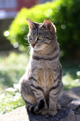 Young tabby brown cat sitting in the garden. Selective focus.
