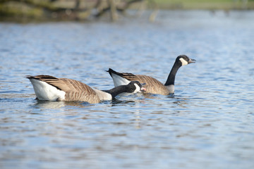 Fototapeta premium Canada Goose, Branta canadensis