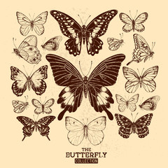 Fototapeta na wymiar The Butterfly Collection