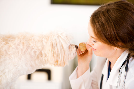Veterinarian: Vet Holds Treat for Dog