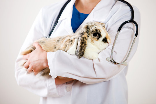 Veterinarian: Holding a Pet Bunny