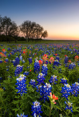 Texas wildflower -  bluebonnet and indian paintbrush at sunset