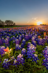 Texas wildflower -  bluebonnet and indian paintbrush in sunset