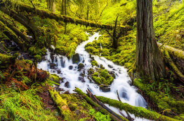 Cascade waterfalls in Oregon forest hike trail