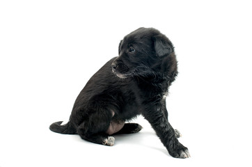 Obraz premium puppy
