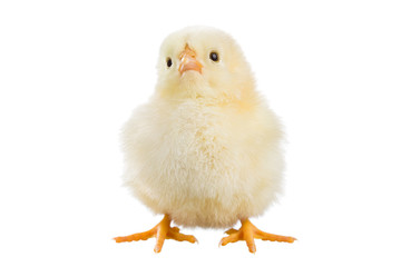 Yellow chick