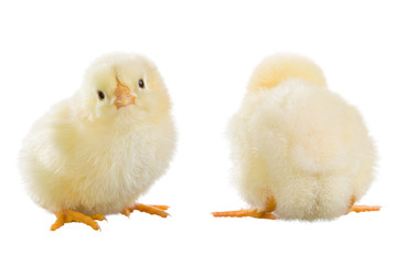 Little yellow chick