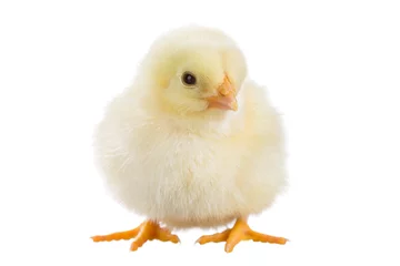 Abwaschbare Fototapete Hähnchen Kleines Huhn