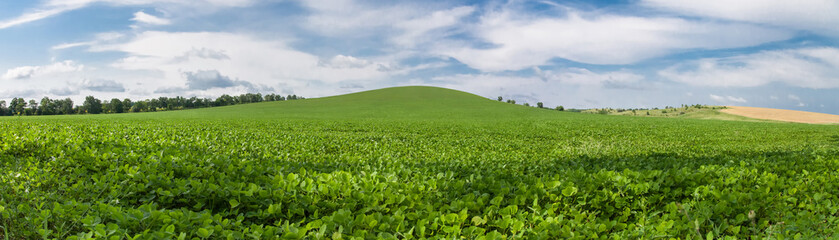 Fototapeta na wymiar Green soybean field panoramic photo