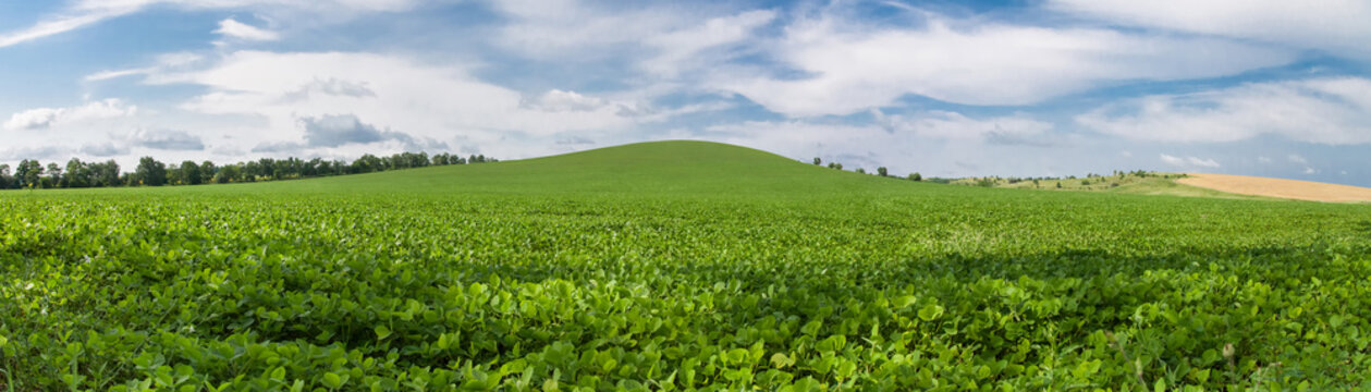 Green soybean field panoramic photo