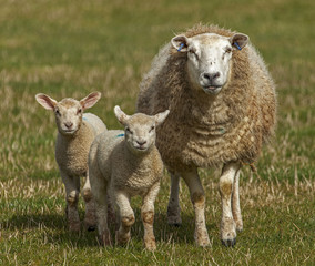 Naklejka na ściany i meble Lambs & sheep