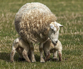 Lambs feeding off mother