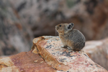 American Pika - Jasper National Park