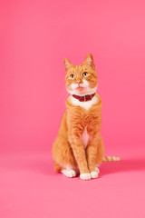 Fototapeta na wymiar Red cat on pink background