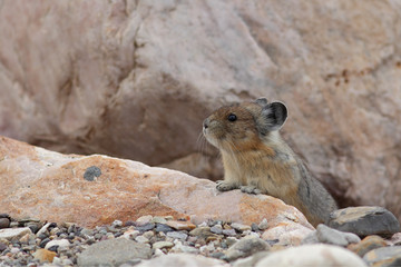 American Pika - Jasper National Park