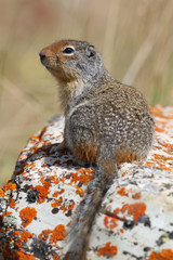 Columbian Ground Squirrel - Waterton Lakes National Park