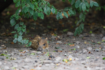 Young wild pig