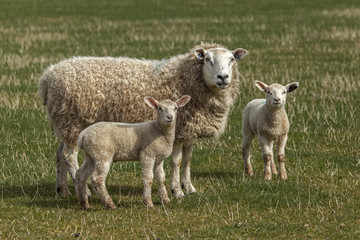 Obraz na płótnie Canvas Sheep & lambs