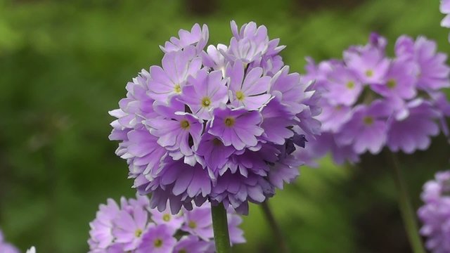 Spring Flower Blooms of Primula in an English Water Garden