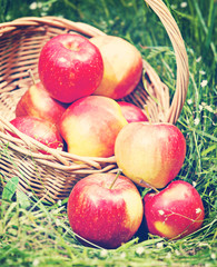 Apples in the basket. Vintage retro hipster style version