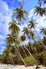 Palm trees with sunny day. Thailand, Koh Samui island.