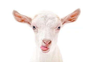 Zelfklevend Fotobehang Portrait of a goat showing tongue © sonsedskaya