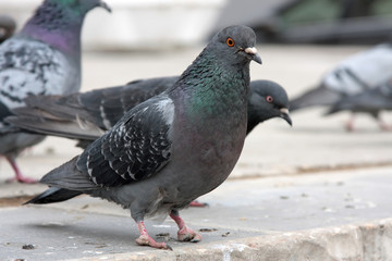 dove. Grey pigeon Shooting on street.